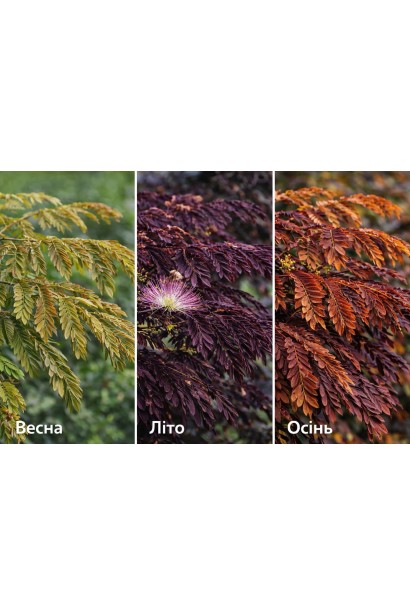 Ленкоранська акація листя в різні сезони